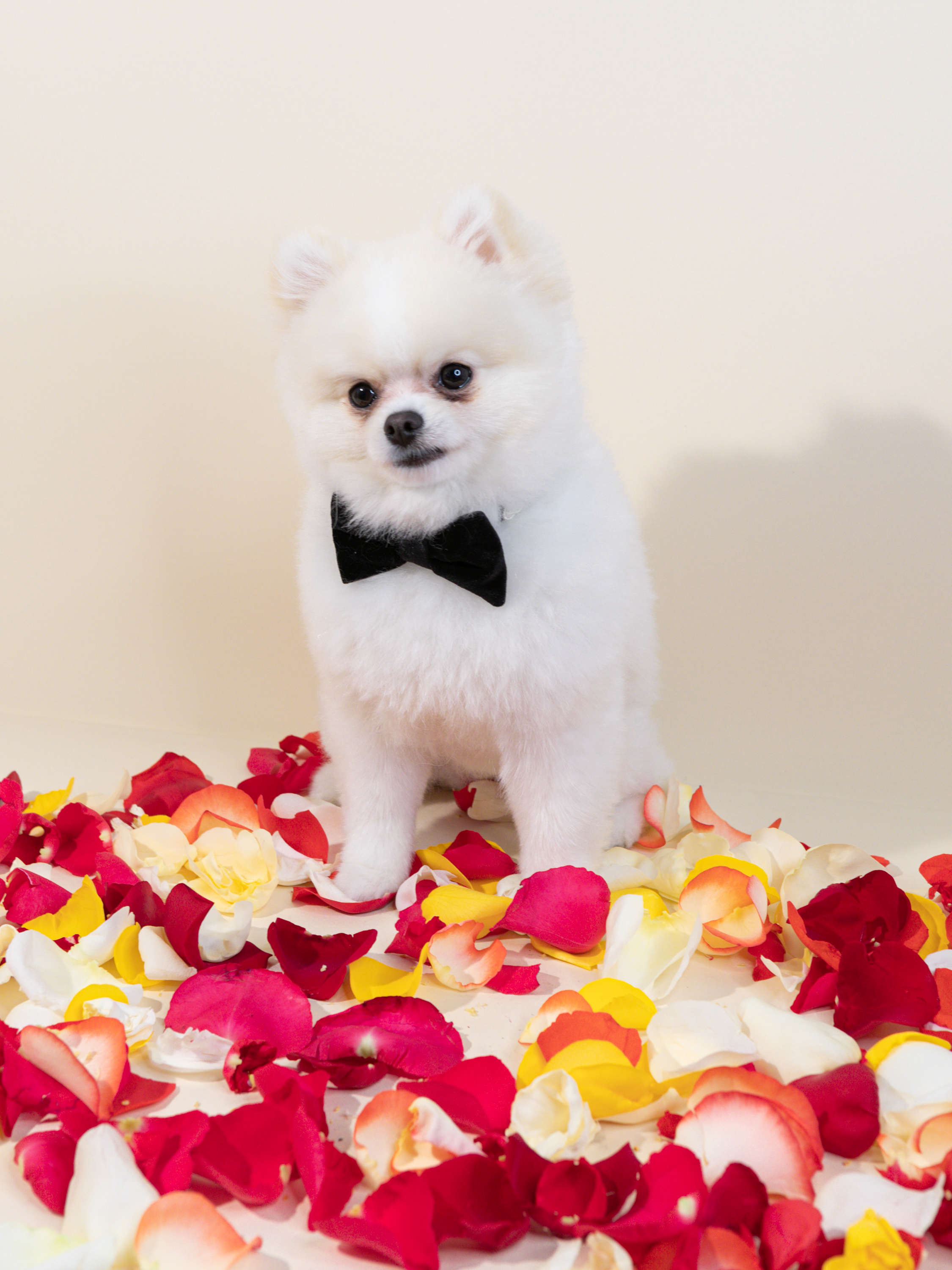 Colorful Rose Petals!